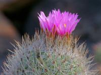 Kaktusblüten im Gegenlicht